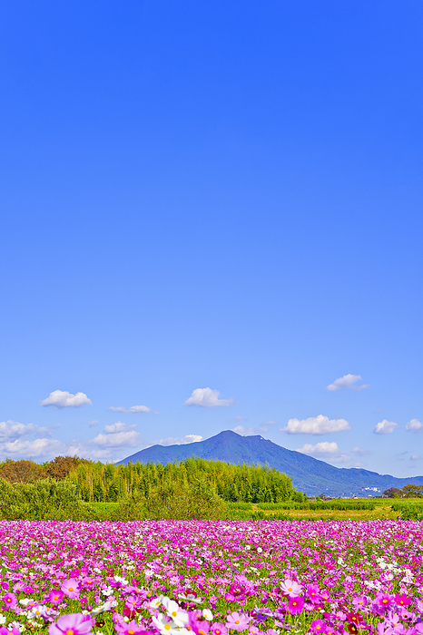 Cosmos field and Mt. Tsukuba Ibaraki Pref.
