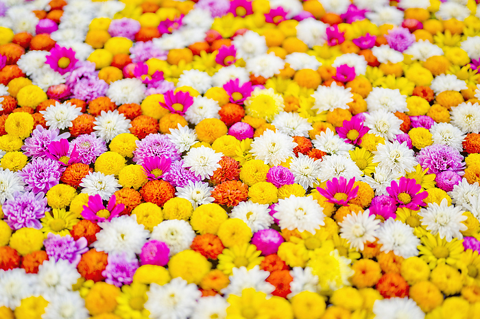 Kasama Inari Shrine Chrysanthemum Festival Ibaraki Pref.