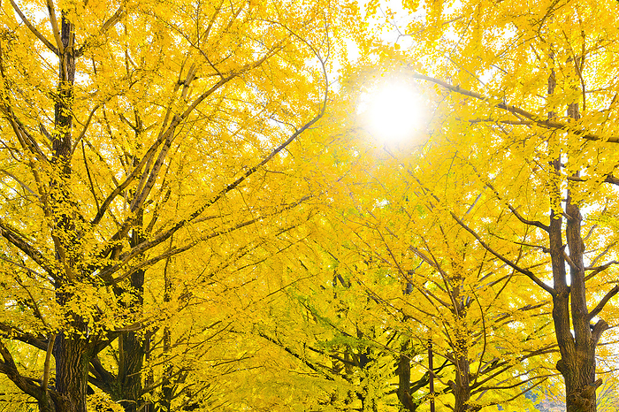 Showa Kinen Park in Autumn, Tokyo