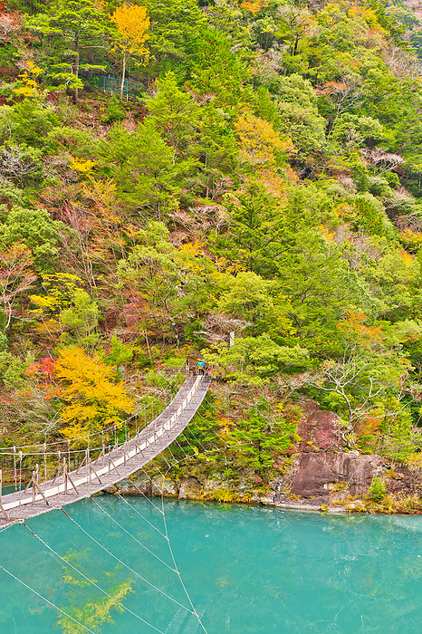 Sunmatakyo Yume no Suspension Bridge in Autumn Shizuoka Pref.