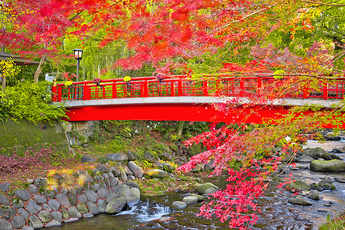 Shuzenji Onsen Autumn leaves and Katsura Bridge Shizuoka Prefecture