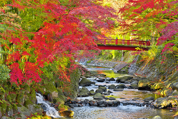 Shuzenji Onsen Maple bridge and autumn leaves Shizuoka Prefecture