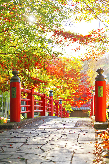 Maple Bridge and Autumn Leaves Shizuoka Pref.