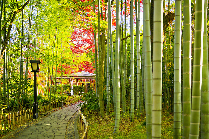 Shuzenji Onsen Bamboo grove path Shizuoka Prefecture