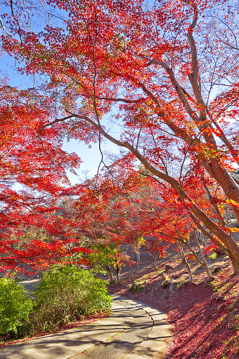 Shuzenji Nature Park Maple Tree Forest in Autumn Shizuoka Pref.