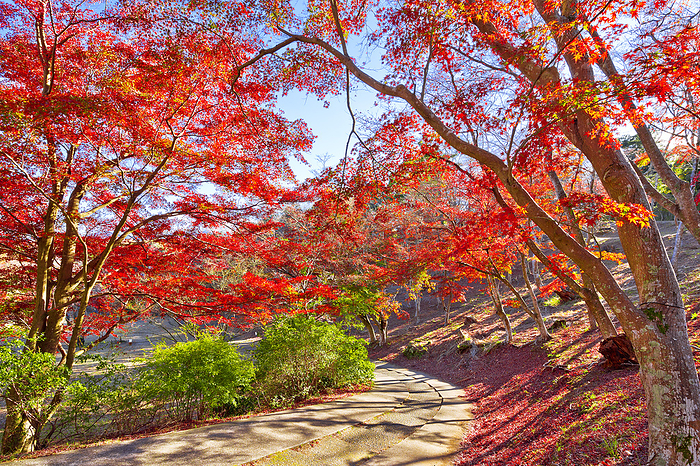 Shuzenji Nature Park Maple Tree Forest in Autumn Shizuoka Pref.