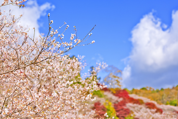 Kawami Four Seasons Cherry Blossom Village Aichi Pref.