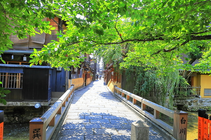Along the Shirakawa River in Gion, Kyoto in midsummer.
