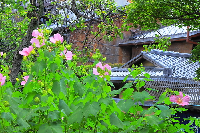 Along the Shirakawa River in Gion in summer when hibiscuses are in bloom Kyoto City, Kyoto Prefecture