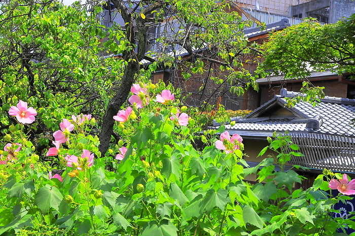 Along the Shirakawa River in Gion in summer when hibiscuses are in bloom Kyoto City, Kyoto Prefecture