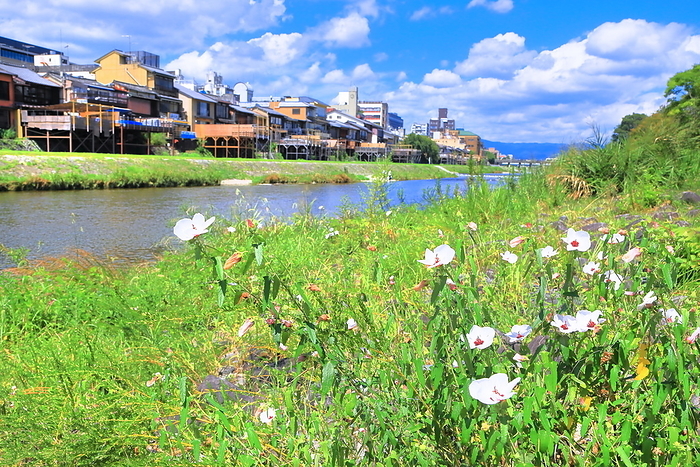 The Kamo River and the town along the Kamo River in Kyoto, Kyoto, Japan, with summer clouds spreading out. Shooting upstream between the Shijo and Sanjo Ohashi bridges