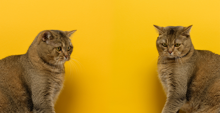 Sad cat looking down on a yellow background, copy space Sad cat looking down on a yellow background, copy space