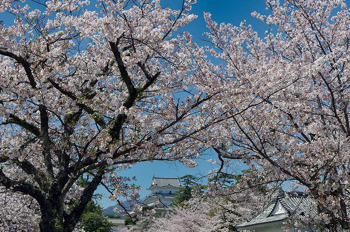 Odawara Castle Cherry blossoms  