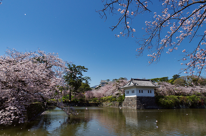 Odawara Castle Cherry blossoms