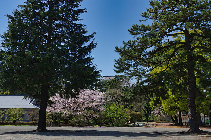 Odawara Castle Cherry blossoms