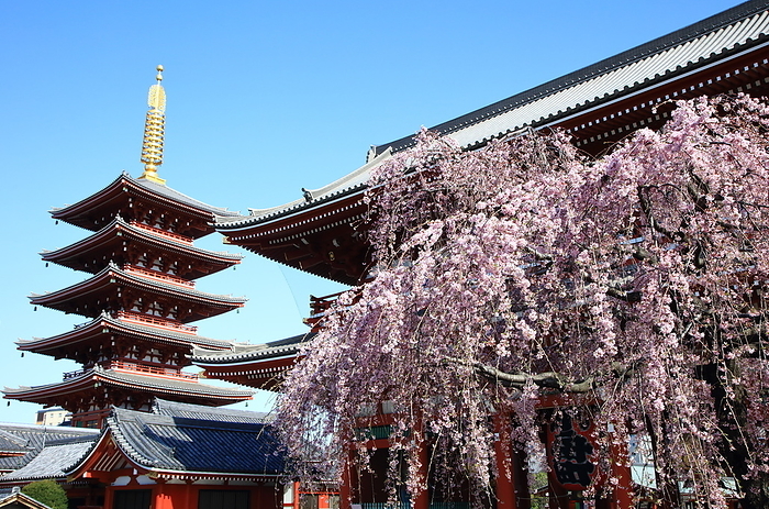 Weeping cherry blossoms at Sensoji Temple, Asakusa