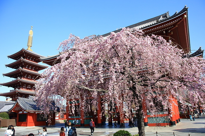 Weeping cherry blossoms at Sensoji Temple, Asakusa