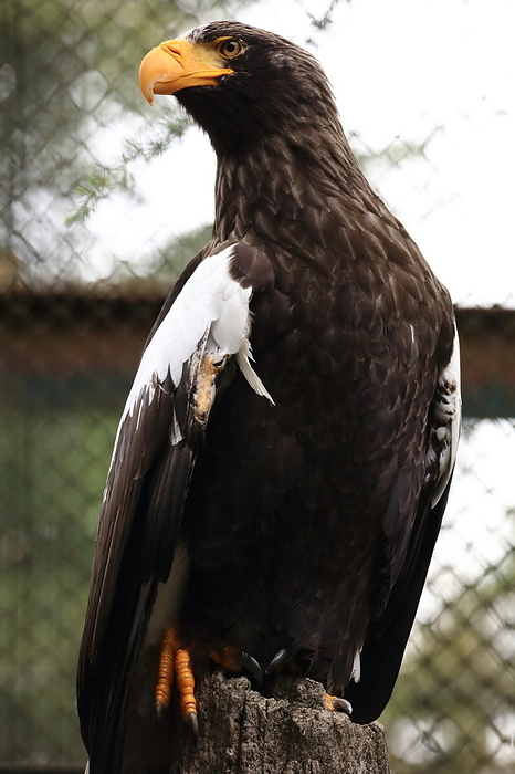 Steller's sea eagle Yokohama Zoorasia