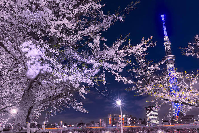 Illuminated cherry blossoms and Tokyo Sky Tree Tokyo Night View