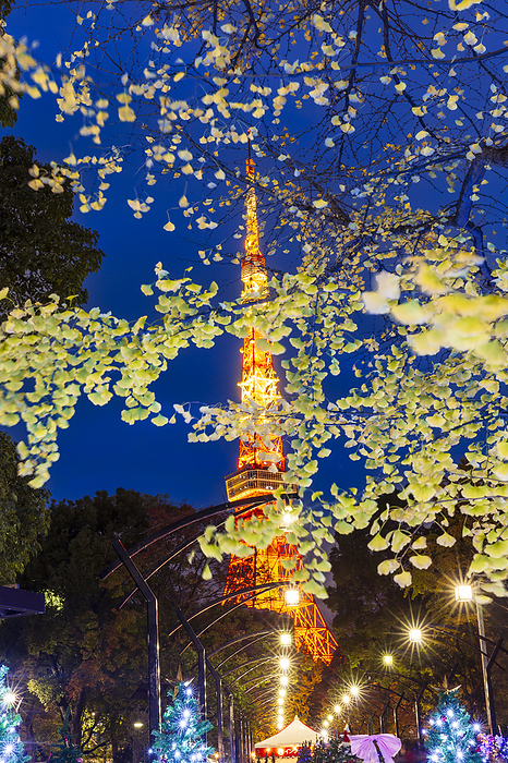 Ginkgo Biloba and Tokyo Tower Shiba Park