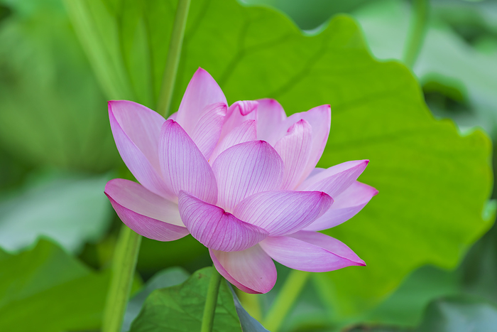 Lotus in Shinobazunoike Pond Tokyo