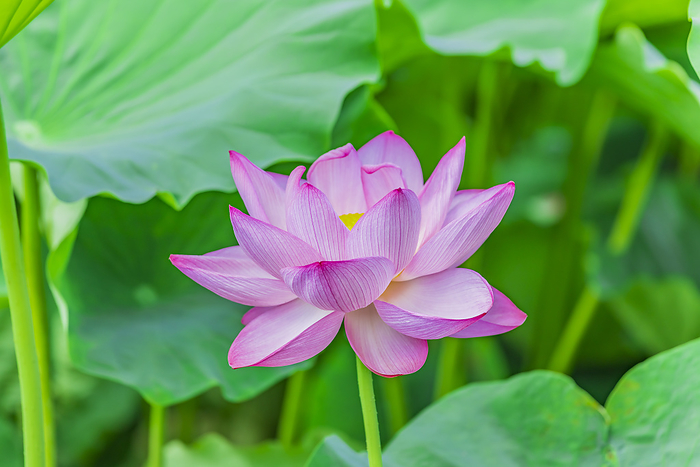 Lotus in Shinobazunoike Pond Tokyo