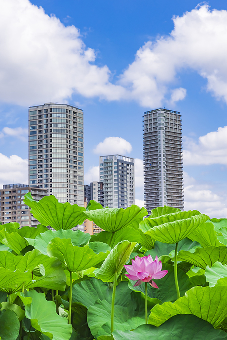 Lotus flowers blooming at Shinobazunoike Pond and high-rise building, Tokyo