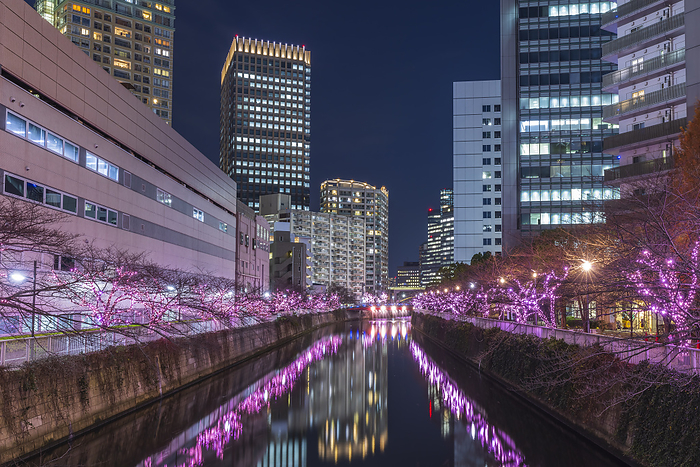 Winter Cherry Blossom Illumination Meguro River