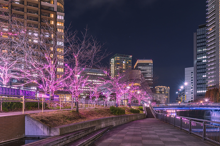 Winter Cherry Blossom Illumination Meguro River