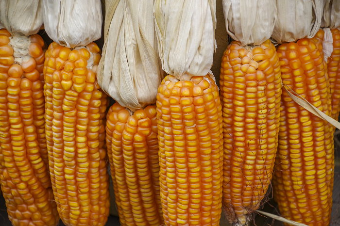 Dried and parched corn