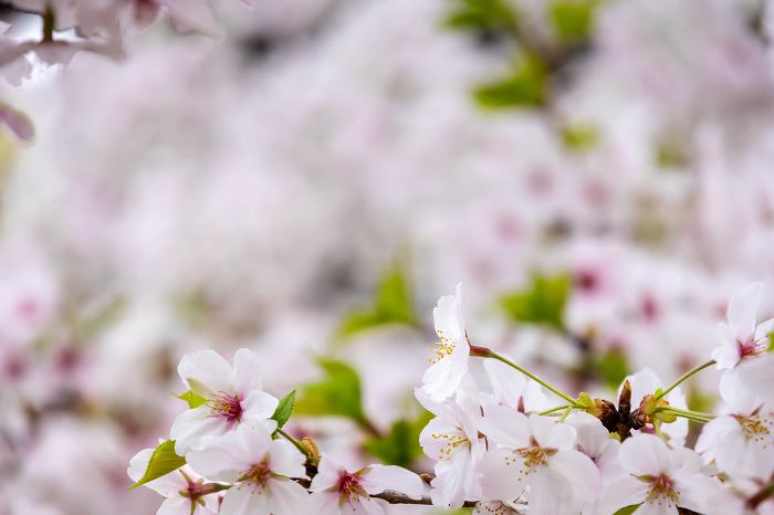 Close-up of cherry blossoms in full bloom in the background