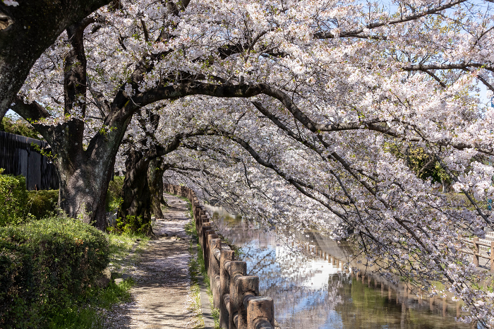 Cherry blossoms on Arakawa Athletic Park Avenue in full bloom
