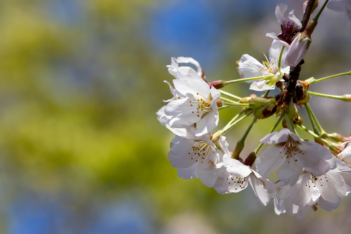 Close-up of cherry blossoms in full bloom with fresh greenery in the background