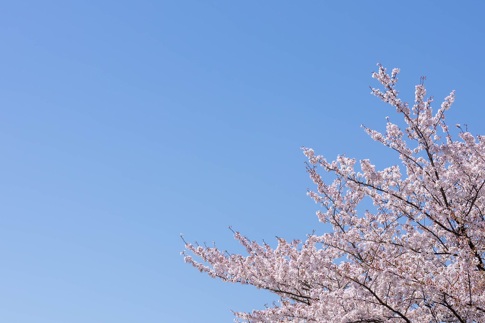 Clear, clear blue skies and cherry blossoms in full bloom