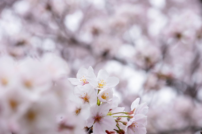 Close-up of cherry blossoms in full bloom in the background