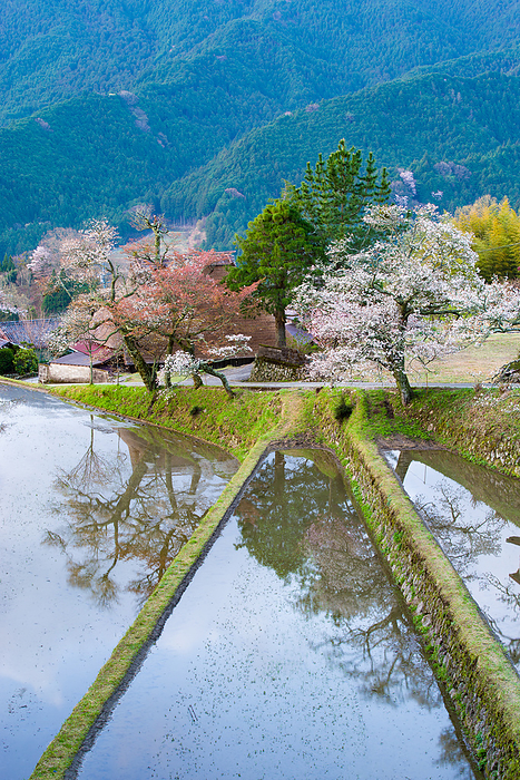 Mitake cherry blossoms Mie Prefecture