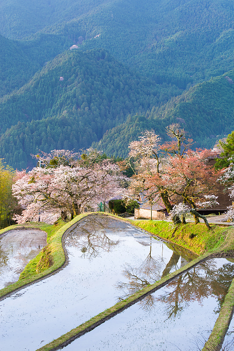 Mitake cherry blossoms Mie Prefecture