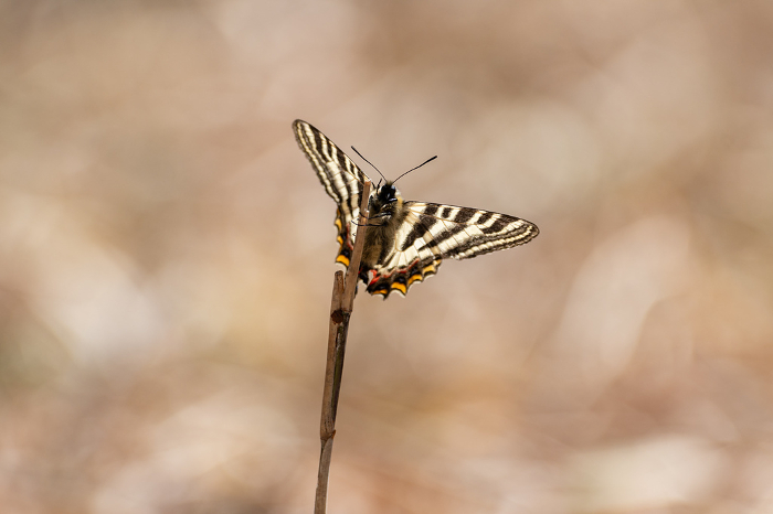 Gypsy butterfly perching on a dead branch
