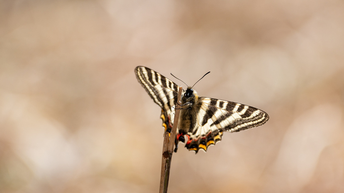 Gypsy butterfly perching on a dead branch