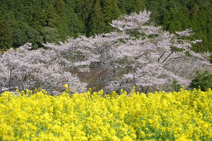 Ohara, Kyoto in spring Cherry blossoms and rape blossoms Ohara, Sakyo-ku, Kyoto