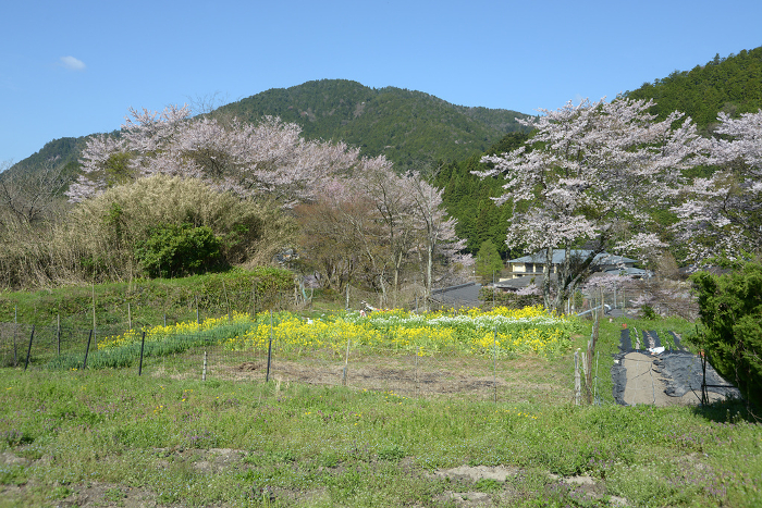 Ohara, Kyoto in springtime A peaceful rural landscape Ohara, Sakyo-ku, Kyoto