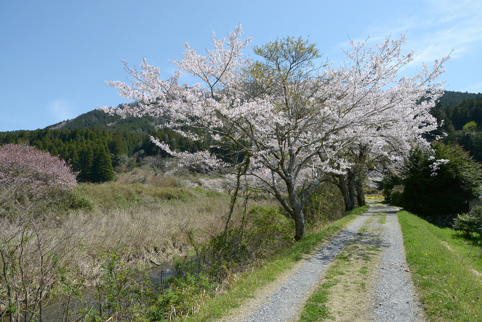 Ohara, Kyoto in springtime Serene landscape of satoyama Ohara, Sakyo-ku, Kyoto