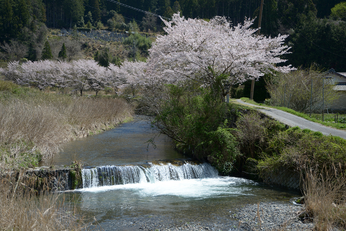 Ohara, Kyoto in spring Takano River Ohara, Sakyo-ku, Kyoto
