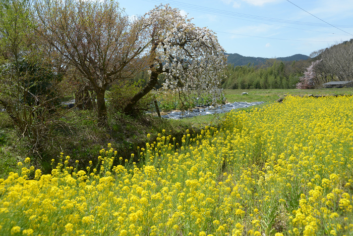 Kyoto Ohara rape field in spring Ohara, Sakyo-ku, Kyoto