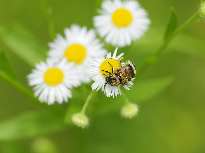 flower chafer (any flower beetle of tribe Cetoniini)