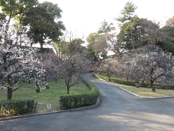 Umebayashi Slope in the East Gardens of the Imperial Palace where ume trees are in bloom