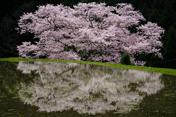 Cherry blossoms in Morokino, Nara Pref.