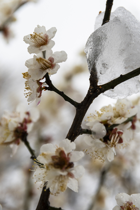 Snow and Plum Blossom