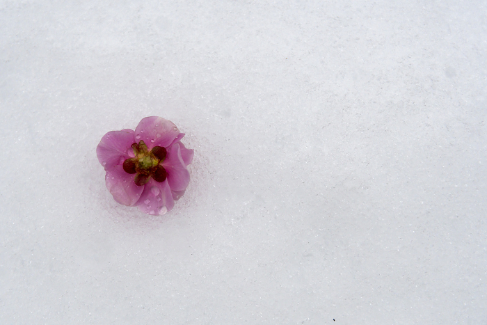 Snow and Plum Blossom
