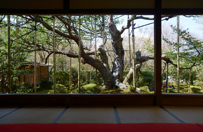 Goyonomatsu pine tree seen from the shoin at Hosenin Temple Ohara, Sakyo-ku, Kyoto